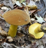 Boletus auripes image