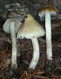 Inocybe sororia image