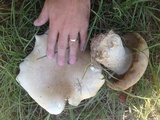 Macrocybe titans image