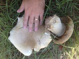 Macrocybe titans image
