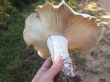 Macrocybe titans image