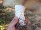 Macrocybe titans image