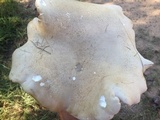 Macrocybe titans image
