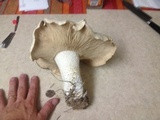 Macrocybe titans image