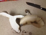 Macrocybe titans image