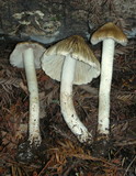 Inocybe sororia image