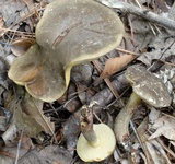 Retiboletus fuscus image