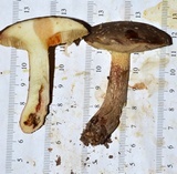 Retiboletus fuscus image