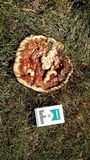 Ganoderma sessile image