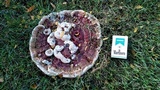 Ganoderma sessile image