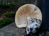 Amanita russuloides image
