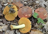 Boletus subluridellus image