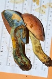 Boletus subluridellus image