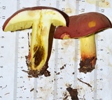 Boletus roodyi image