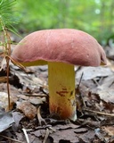 Boletus roodyi image