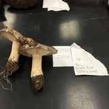 Lactarius argillaceifolius image