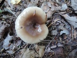 Lactarius mucidus image
