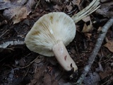 Lactarius mucidus image