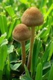 Panaeolus cinctulus image