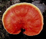 Pycnoporus sanguineus image
