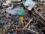 Leotia viscosa image