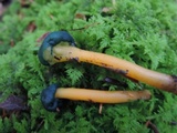 Leotia viscosa image