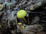 Hygrocybe parvula image