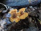 Crinipellis zonata image