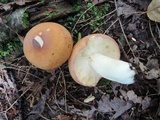 Russula decolorans image