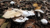 Tricholoma subresplendens image
