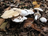 Tricholoma subresplendens image