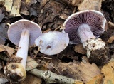 Cortinarius argenteopileatus image