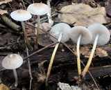 Mycena inclinata image