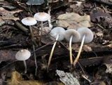 Mycena inclinata image
