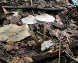 Mycena inclinata image