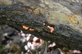Lycogala epidendrum image