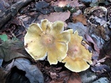 Tricholoma sejunctum image