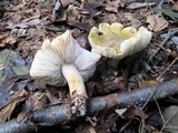 Tricholoma sejunctum image