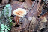 Gymnopus semihirtipes image