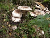 Chlorophyllum rachodes image