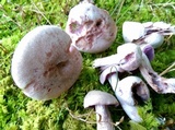 Laccaria ochropurpurea image