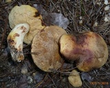 Retiboletus fuscus image