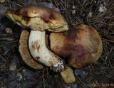 Retiboletus fuscus image