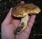 Retiboletus fuscus image