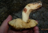 Retiboletus fuscus image
