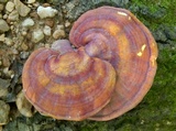 Ganoderma curtisii image