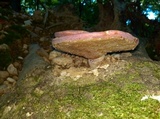 Ganoderma curtisii image