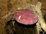 Ganoderma curtisii image