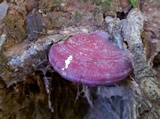 Ganoderma curtisii image