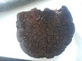 Phellinus robiniae image